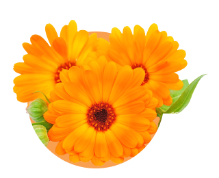 orange color flowers